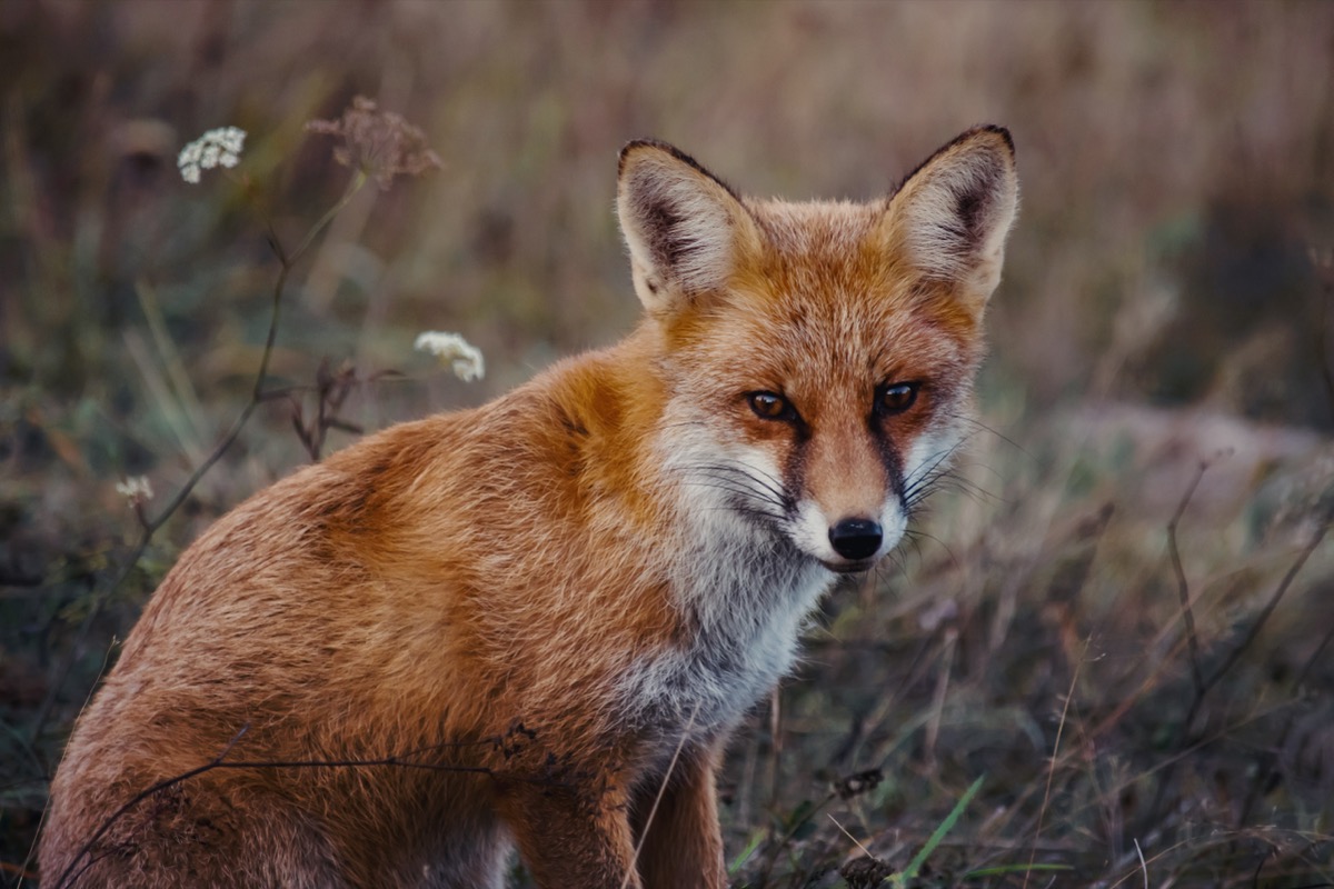 Wścieklizna wirus – co musisz wiedzieć